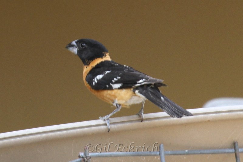 Black-headed Grosbeak 2011_07_14_1491.JPG